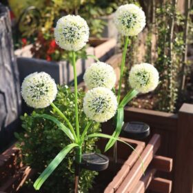 Ball of Green Onion Flower