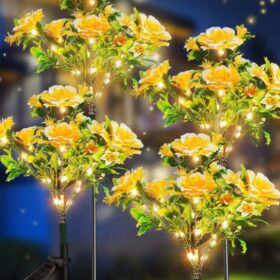 Carnation Flowers